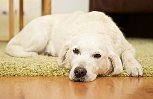 Focusing Praxis Konstanz, hundegestützte Therapie